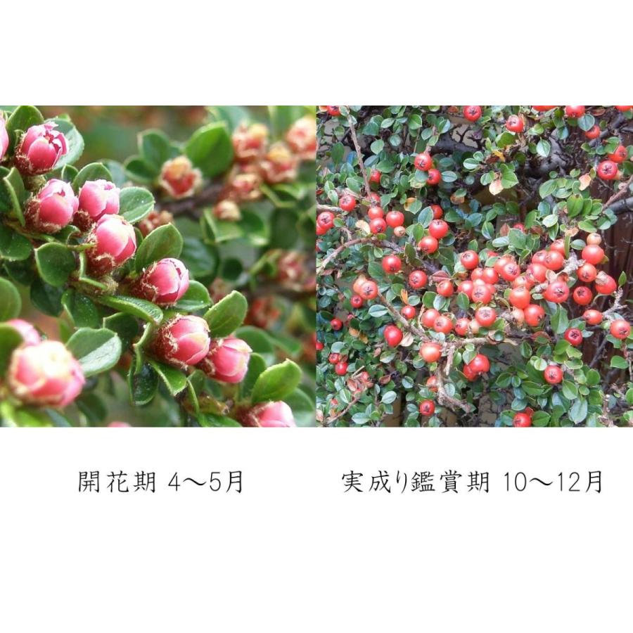 紅紫檀(べにしたん) 実のなる盆栽 ベニシタンミニ盆栽 ギフト 盆栽