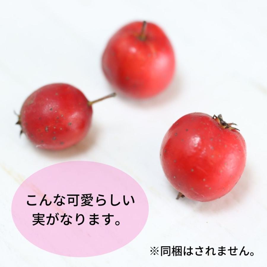 小品盆栽 極太幹ルビーさんざし(山査子) 現品*ルビーサンザシ