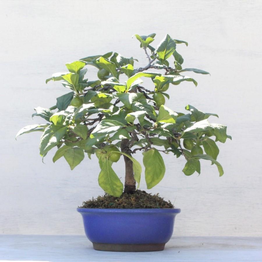 盆栽　老爺柿　幹芸抜群‼️ しばらくは普通の週末盆栽愛好家に戻ります。 今年唯一、実が