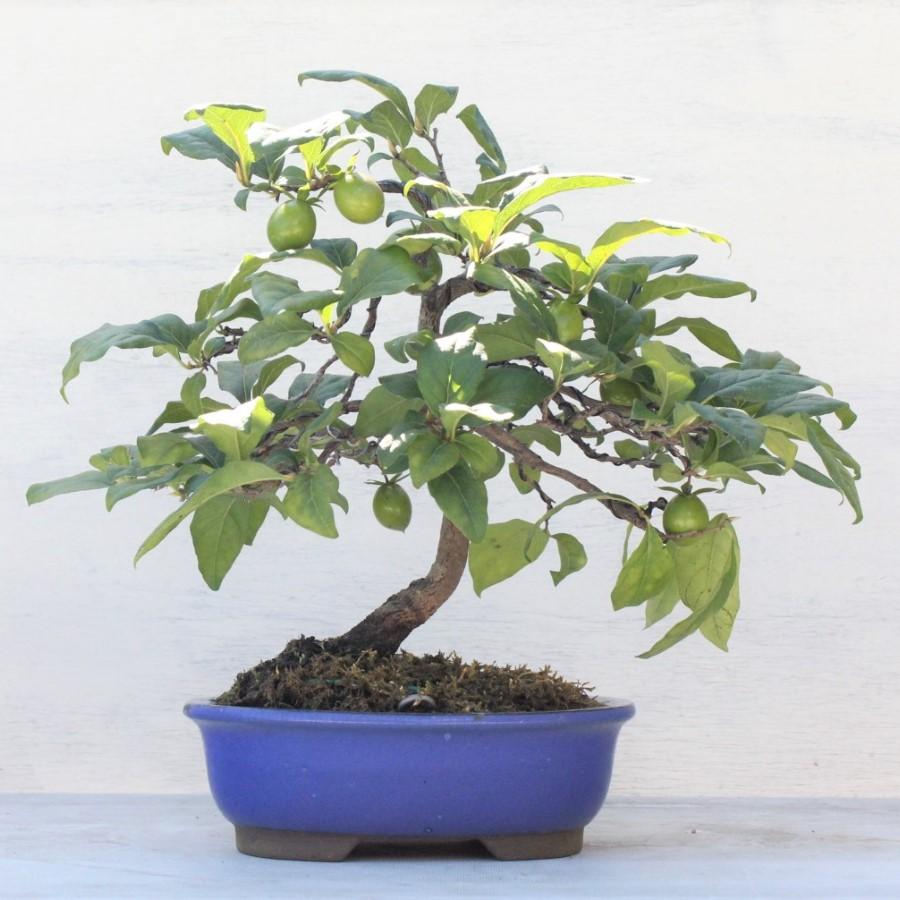 盆栽 紅真珠 ローヤ柿 老爺柿 実もの盆栽 bonsai 1点もの 現品