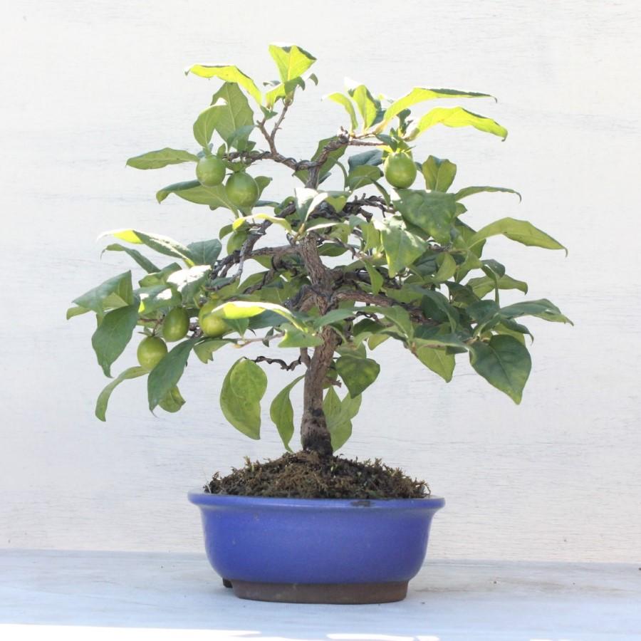 盆栽 『次郎柿』 花 インテリア 実 オブジェ 送料無料 観葉植物 174 盆栽 『次郎柿』 花 インテリア 実 オブジェ 送料無料 観葉植物