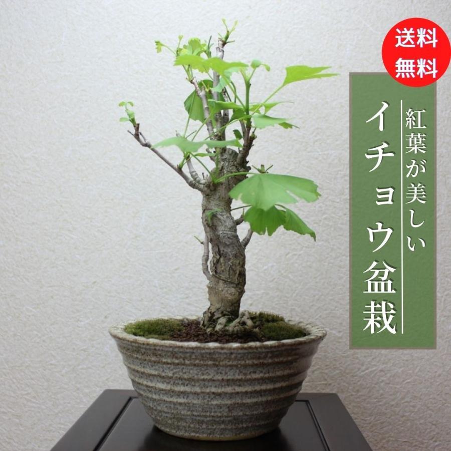 イチョウ いちょう　銀杏　盆栽　bonsai  送料無料｜wabi-sabi