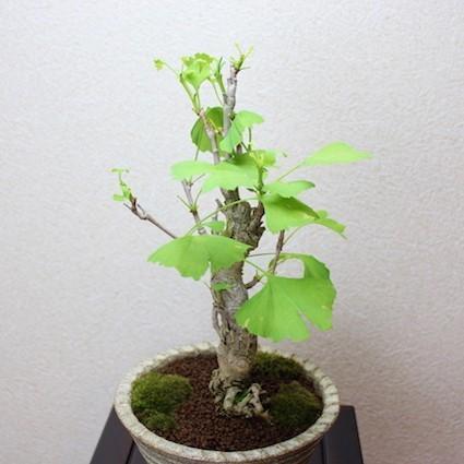 イチョウ いちょう　銀杏　盆栽　bonsai  送料無料｜wabi-sabi｜03