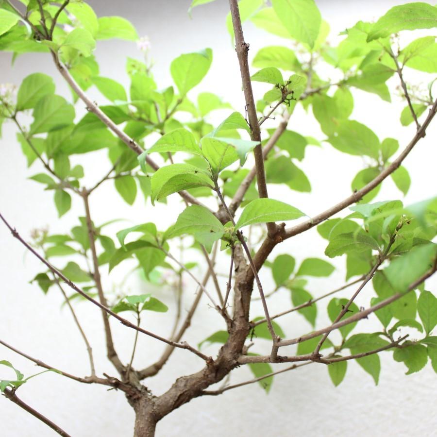 紫式部 ムラサキシキブ ミニ盆栽 むらさきしきぶ 花ギフト 敬老の日