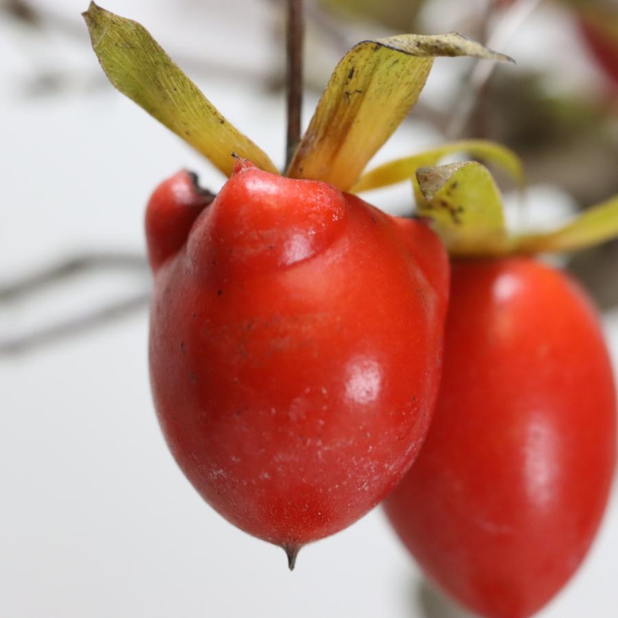 国宝 こぶ付きローヤ柿（老爺柿） 盆栽 : 盆栽ショップ わびさび Yahoo