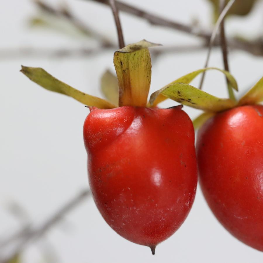 国宝 こぶ付きローヤ柿（老爺柿） 盆栽 : 盆栽ショップ わびさび Yahoo