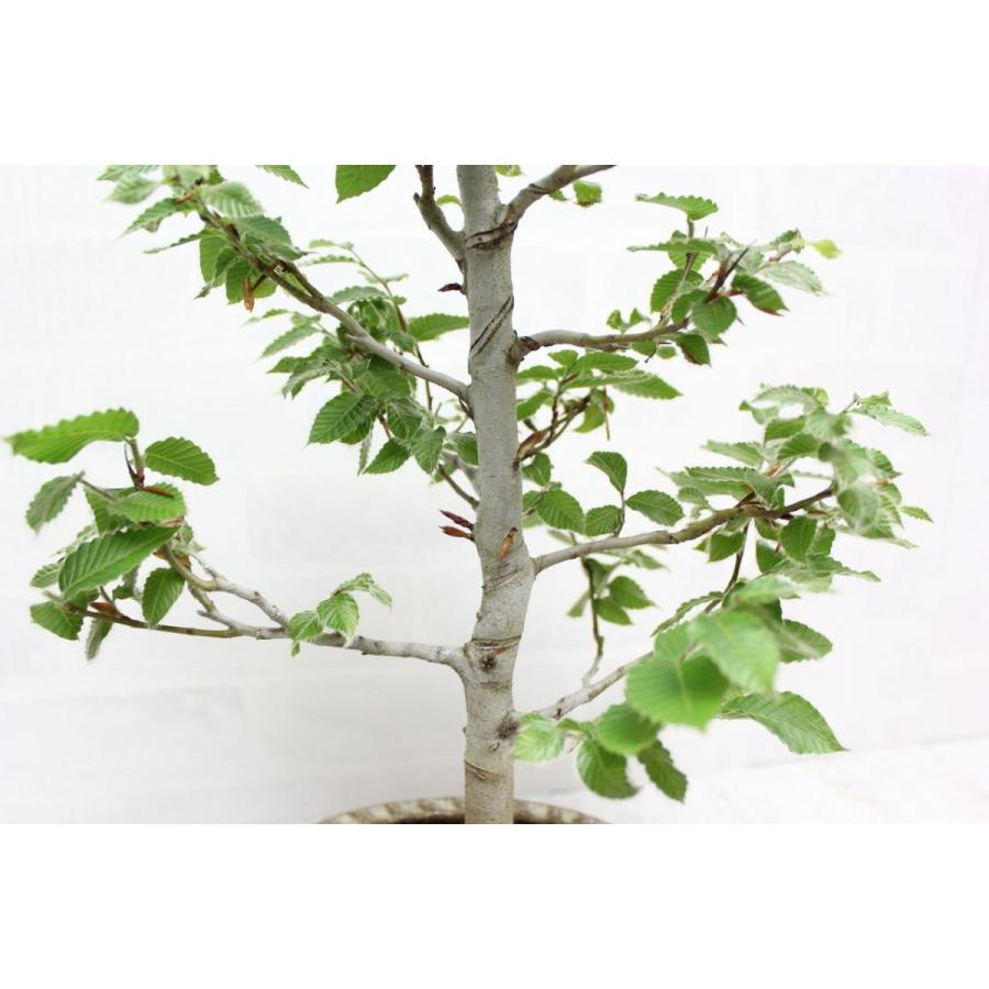 ブナ ぶな 盆栽 中品 貴風盆栽 bonsai 送料無料 : 盆栽ショップ ブナ ぶな 盆栽 中品 貴風盆栽 bonsai 送料無料 : 盆栽ショップ