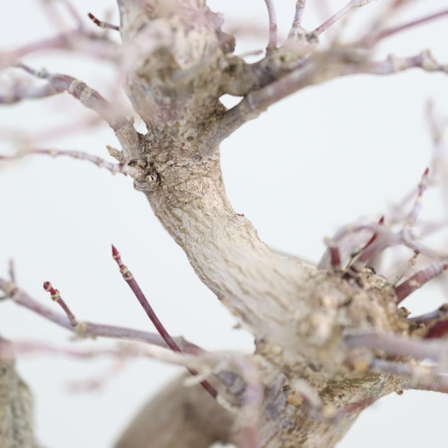 ✨✨✨オキナワイボタ【涼盆栽◎美荒幹】検/イ美株品/めんそーれ価格 1年前に取り木はずしした五葉松。あまり変わらないけど生きて