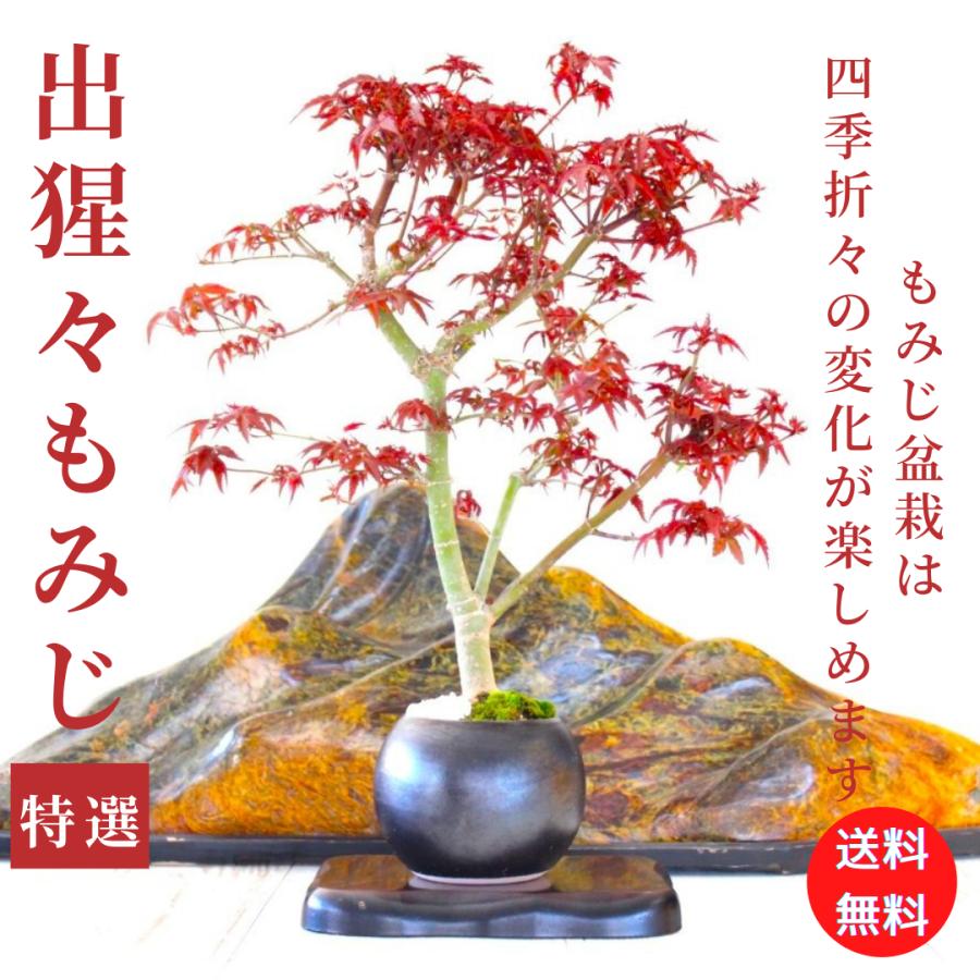 特選 出猩々もみじ 盆栽 紅葉 bonsai 送料無料 : 盆栽ショップ 特選 出猩々もみじ 盆栽 紅葉 bonsai 送料無料 : 盆栽ショップ