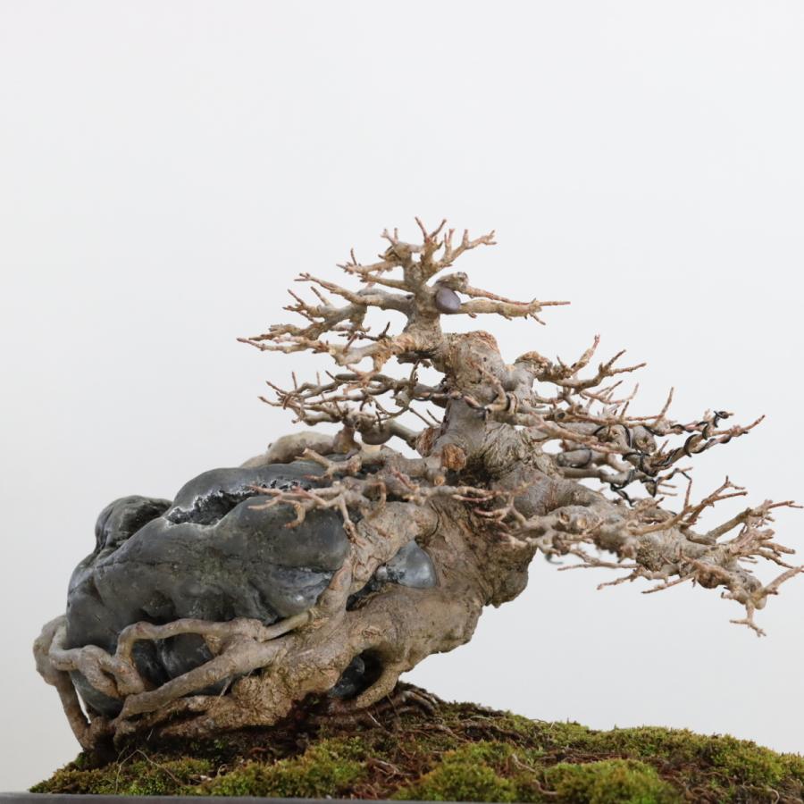 カエデ石付き 楓石付 中品盆栽 現品 : 盆栽ショップ わびさび Yahoo!店