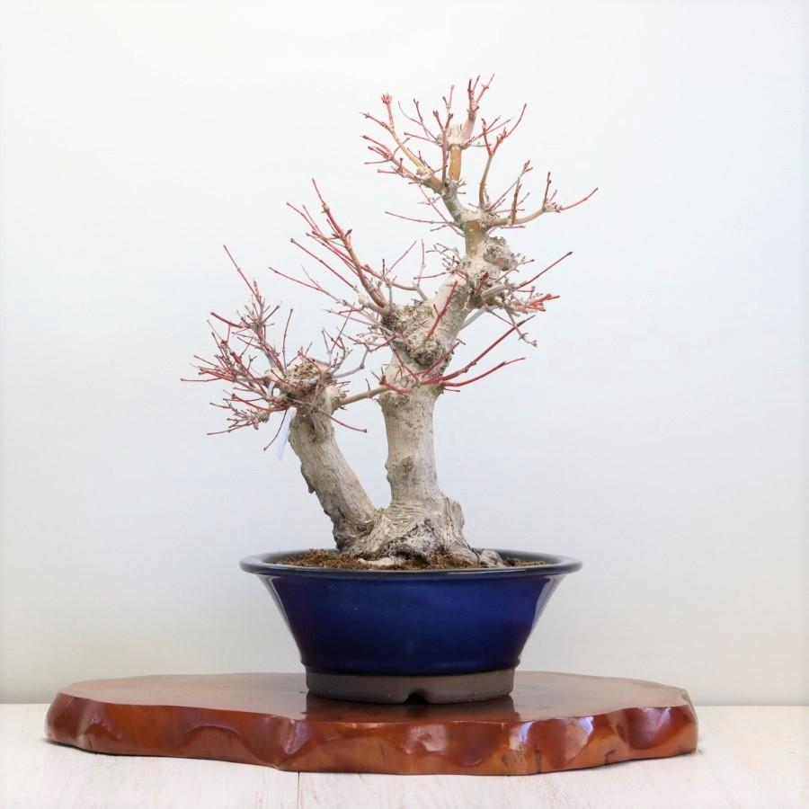 極上 山モミジ 中品盆栽 現品 送料無料 極上 山モミジ 中品盆栽 ×