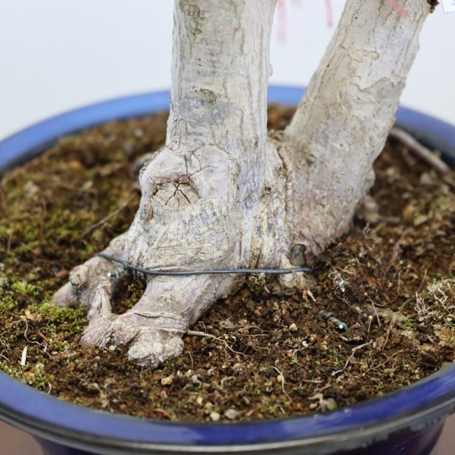 極上 山モミジ 中品盆栽 現品 送料無料 極上 山モミジ 中品盆栽 ×