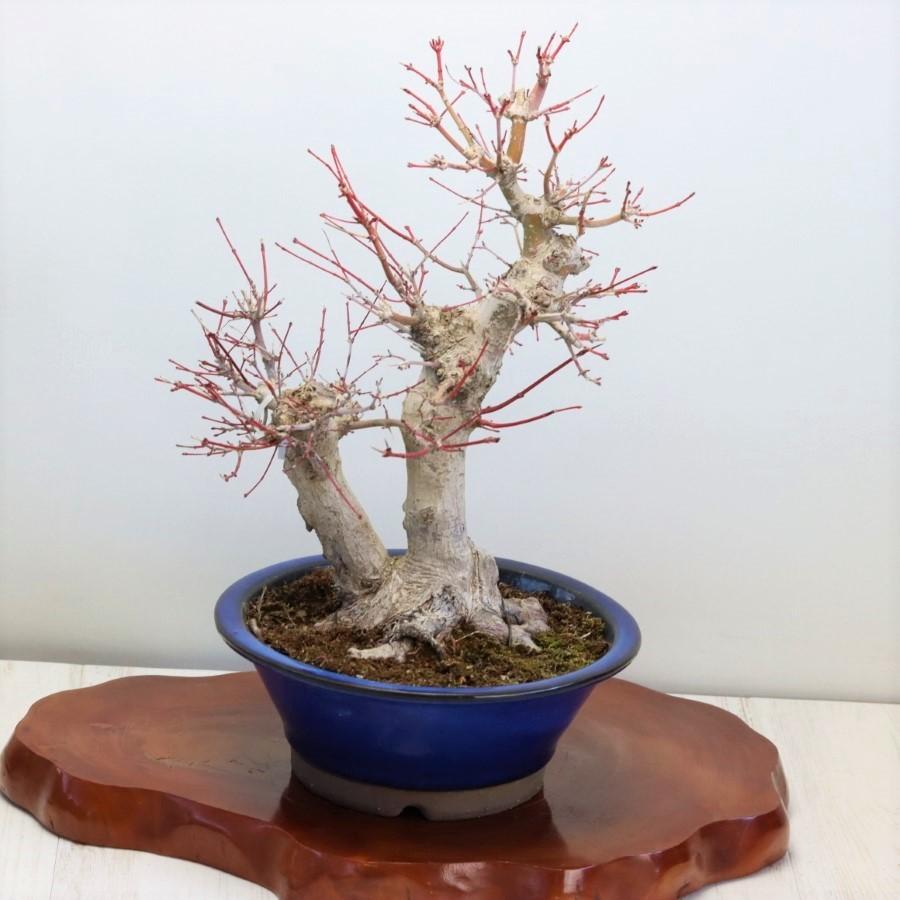 極上 山モミジ 中品盆栽 現品 送料無料 極上 山モミジ 中品盆栽 ×