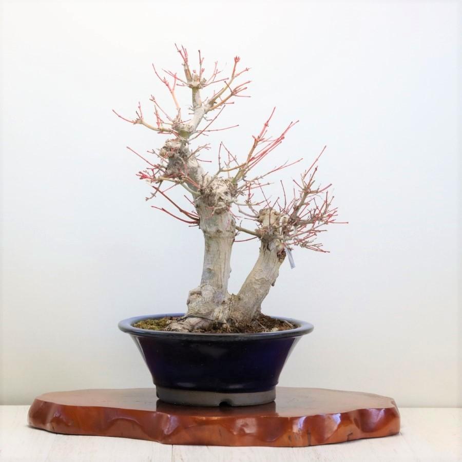 極上 山モミジ 中品盆栽 現品 送料無料 極上 山モミジ 中品盆栽 ×