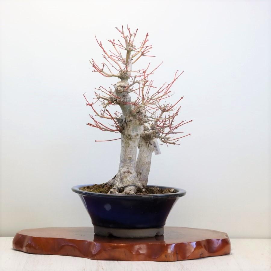 極上 山モミジ 中品盆栽 現品 送料無料 極上 山モミジ 中品盆栽 ×