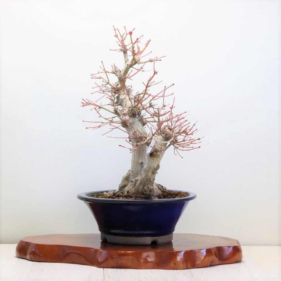 極上 山モミジ 中品盆栽 現品 送料無料 極上 山モミジ 中品盆栽 ×