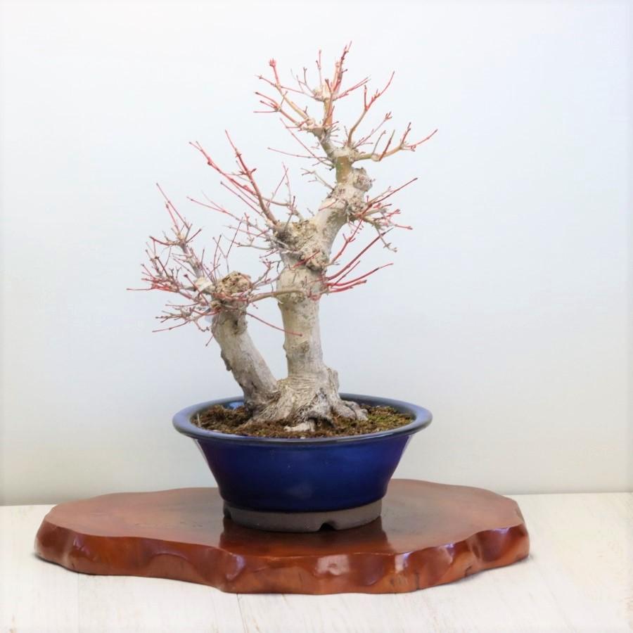 極上 山モミジ 中品盆栽 現品 送料無料 極上 山モミジ 中品盆栽 ×