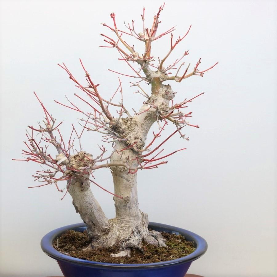 極上 山モミジ 中品盆栽 現品 送料無料 極上 山モミジ 中品盆栽 ×