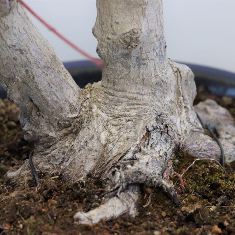 極上 山モミジ 中品盆栽 現品 送料無料 極上 山モミジ 中品盆栽 ×