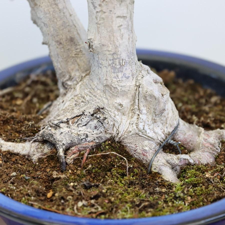 極上 山モミジ 中品盆栽 現品 送料無料 極上 山モミジ 中品盆栽 ×