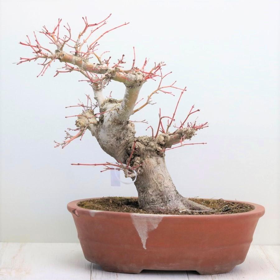 極上 山モミジ 中品盆栽 現品 送料無料 極上 山モミジ 中品盆栽 現品 ×