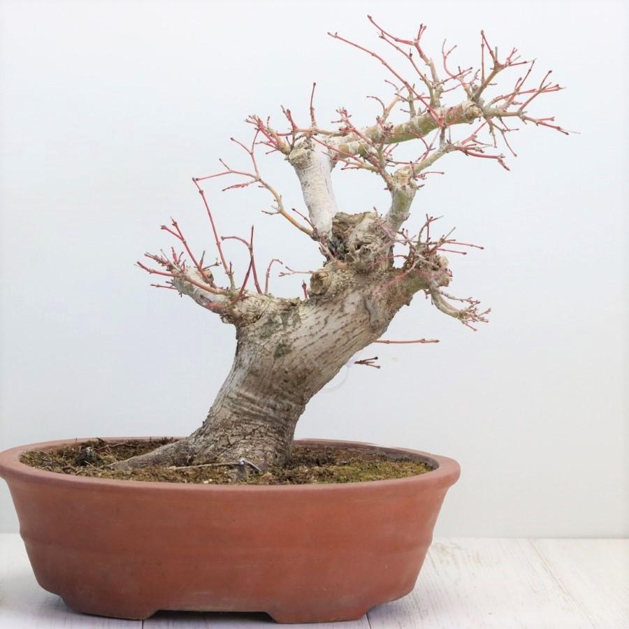 極上 山モミジ 中品盆栽 現品 送料無料 極上 山モミジ 中品盆栽 現品 ×