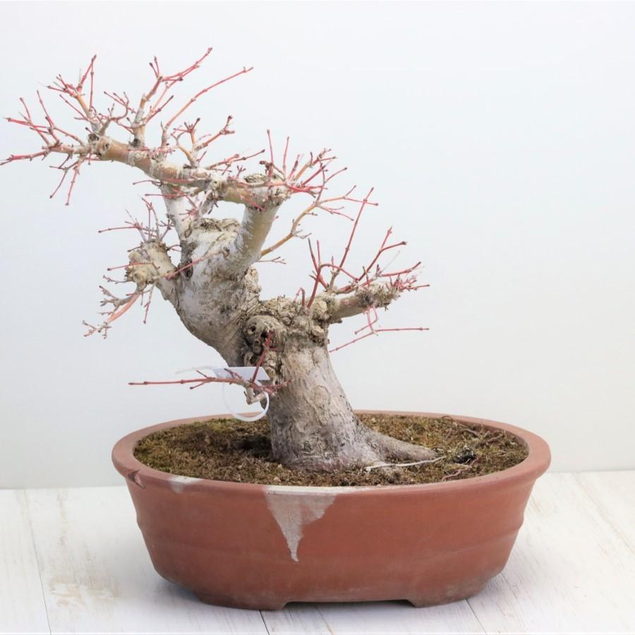 極上 山モミジ 中品盆栽 現品 送料無料 極上 山モミジ 中品盆栽 現品 ×