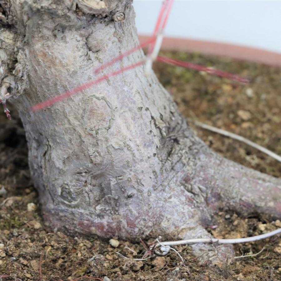 極上 山モミジ 中品盆栽 現品 送料無料 極上 山モミジ 中品盆栽 現品 ×