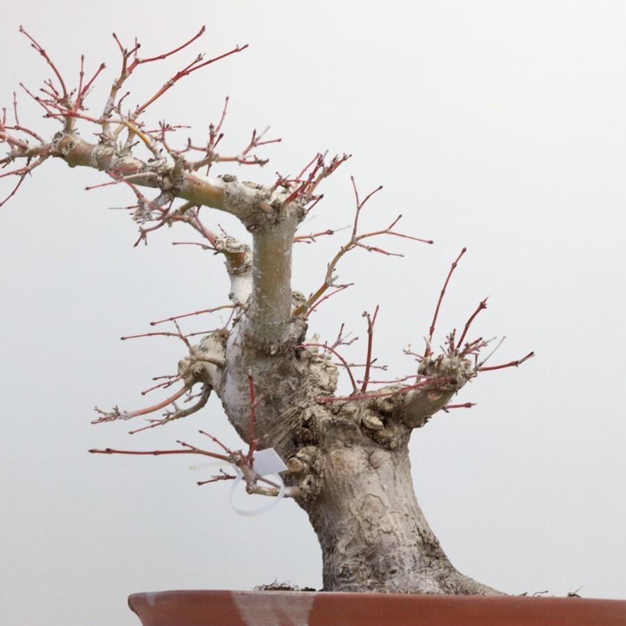 極上 山モミジ 中品盆栽 現品 送料無料 極上 山モミジ 中品盆栽 現品 ×