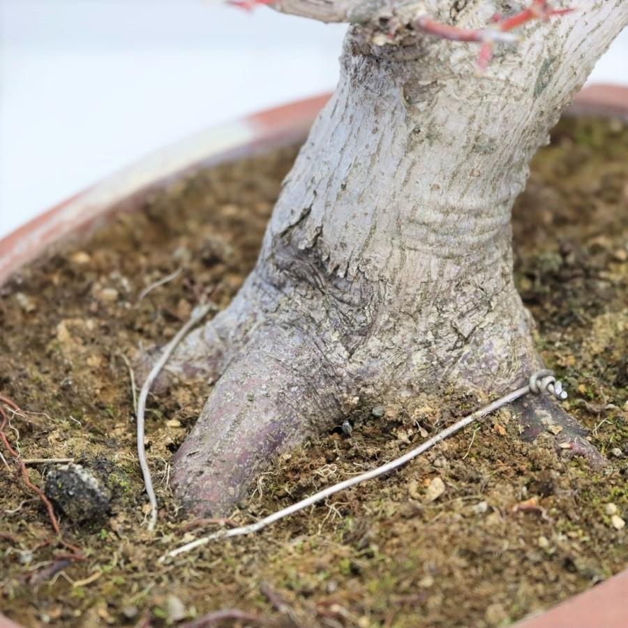 極上 山モミジ 中品盆栽 現品 送料無料 極上 山モミジ 中品盆栽 現品 ×