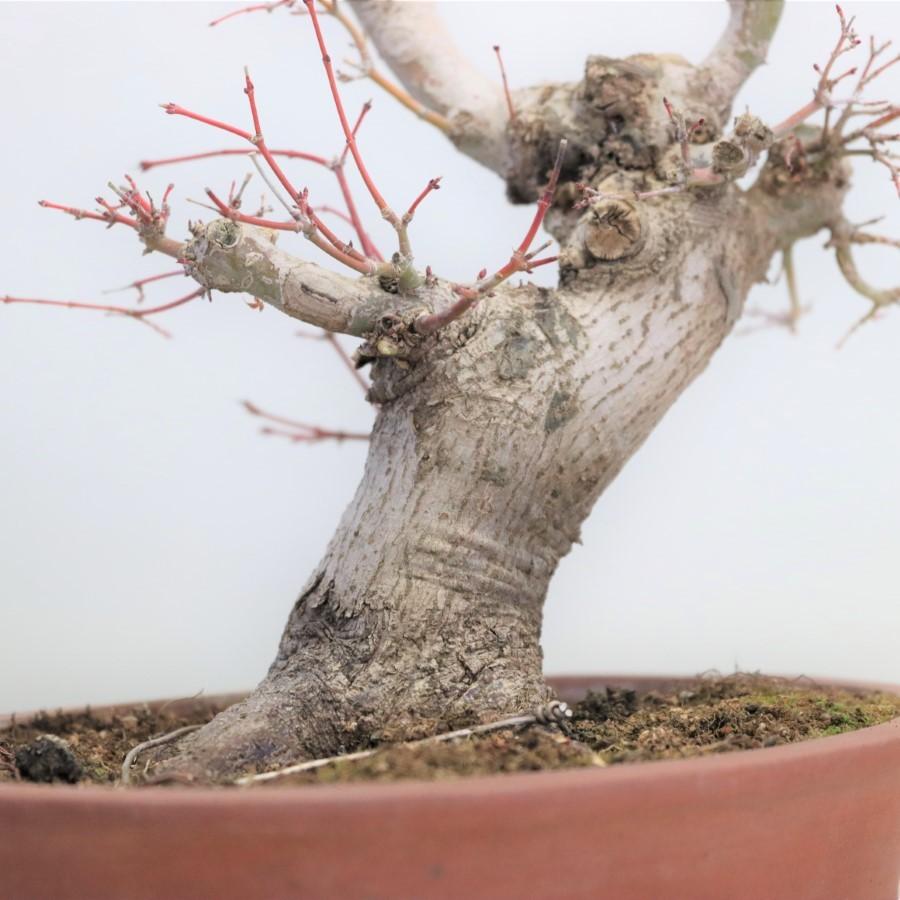 極上 山モミジ 中品盆栽 現品 送料無料 極上 山モミジ 中品盆栽 現品 ×