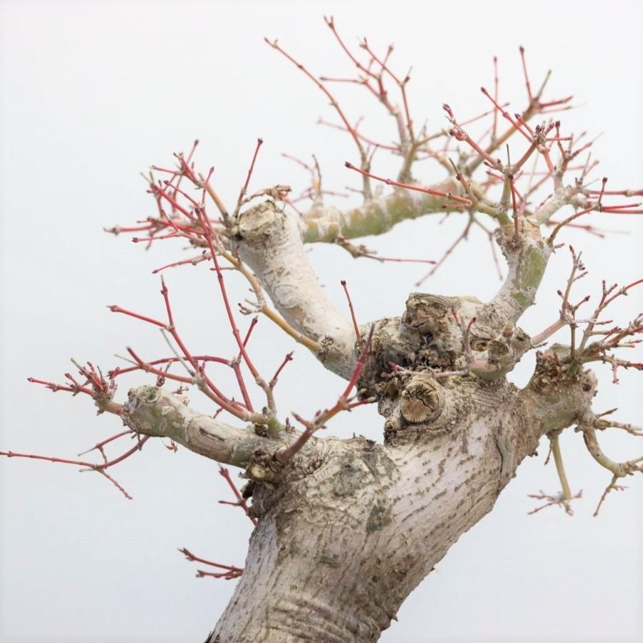 極上 山モミジ 中品盆栽 現品 送料無料 極上 山モミジ 中品盆栽 現品 ×