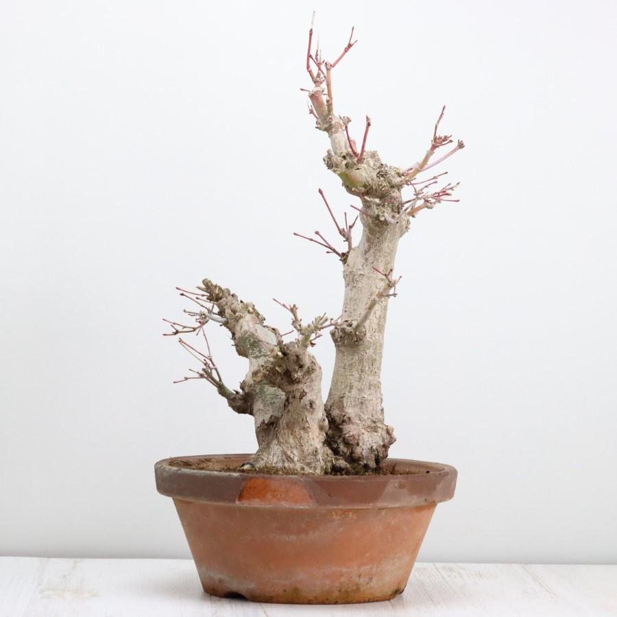 極上 山モミジ 中品盆栽 現品 送料無料