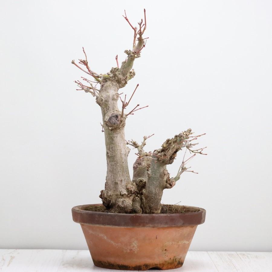 極上 山モミジ 中品盆栽 現品 送料無料 極上 山モミジ 中品盆栽 現品 ×