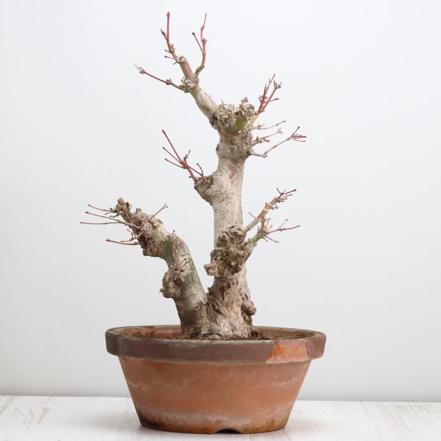 極上 山モミジ 中品盆栽 現品 送料無料 極上 山モミジ 中品盆栽 現品 ×