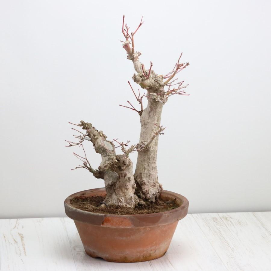 極上 山モミジ 中品盆栽 現品 送料無料 極上 山モミジ 中品盆栽 現品 ×