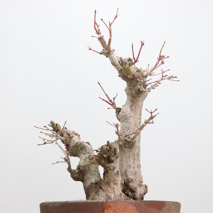 極上 山モミジ 中品盆栽 現品 送料無料 極上 山モミジ 中品盆栽 現品 ×