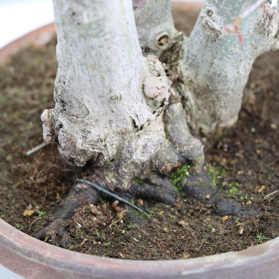 極上 山モミジ 中品盆栽 現品 送料無料 極上 山モミジ 中品盆栽 現品 ×