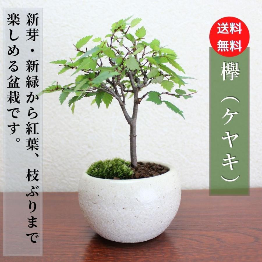 6820円 【予約販売品】 小品盆栽