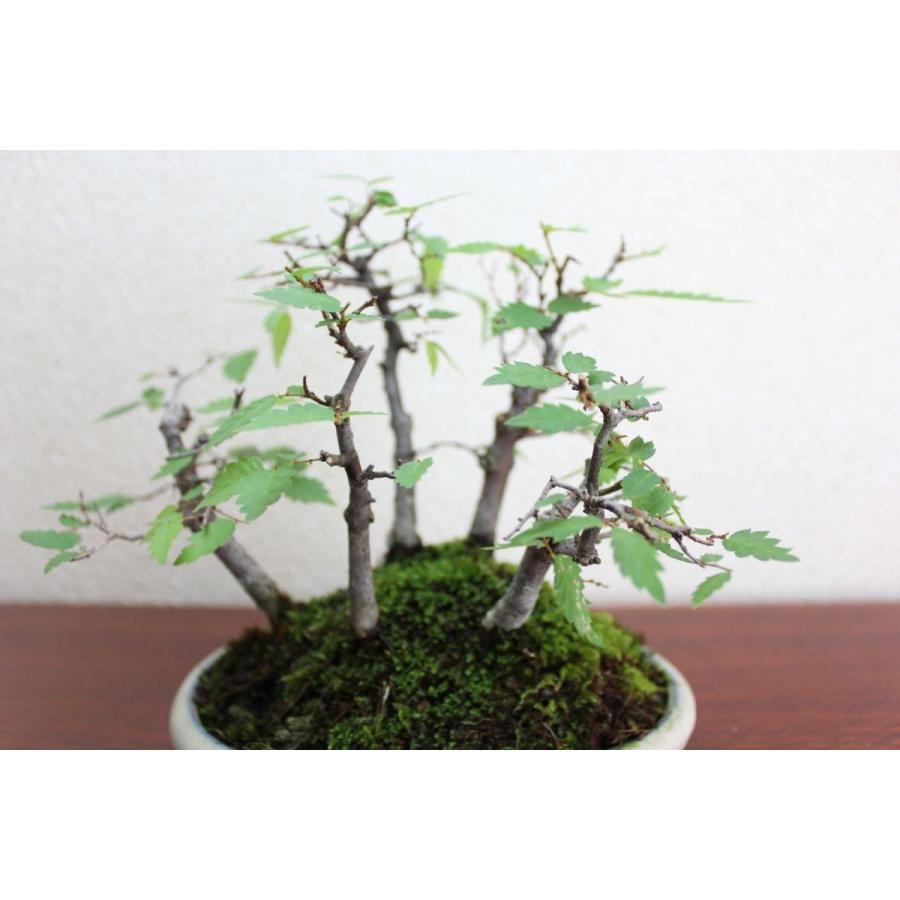 ケヤキ 寄せ植え : 盆栽ショップ わびさび Yahoo!店 - 通販 - Yahoo