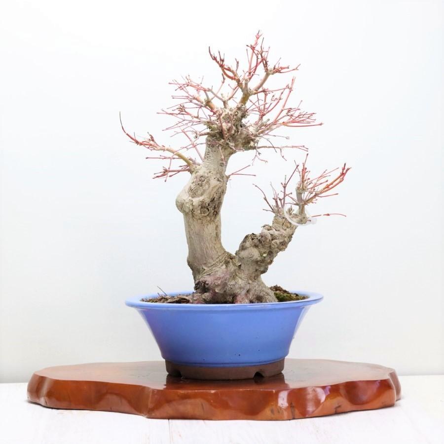 送料無料【盆栽 松】 五葉松 -宮島- [伊予路園]【中品盆栽】【松柏盆栽