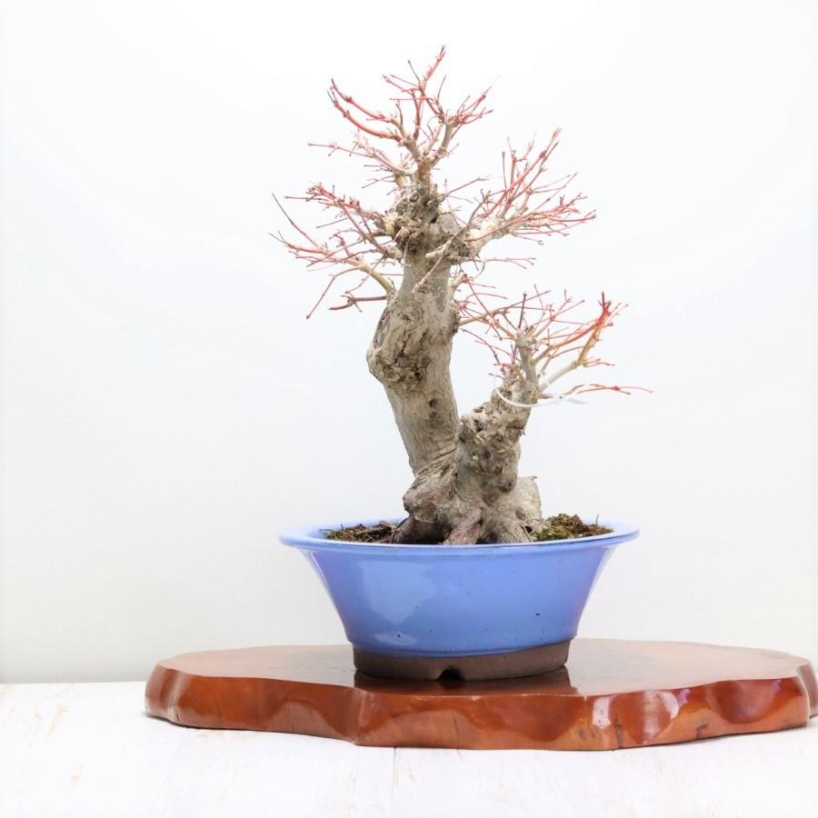 本日価格！！ 極上 山モミジ 中品盆栽 現品 送料無料 【2115022714】(13400円)