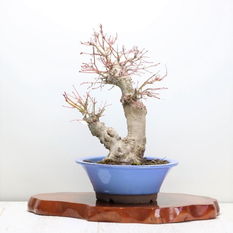 本日価格！！ 極上 山モミジ 中品盆栽 現品 送料無料 【2115022714】(13400円)