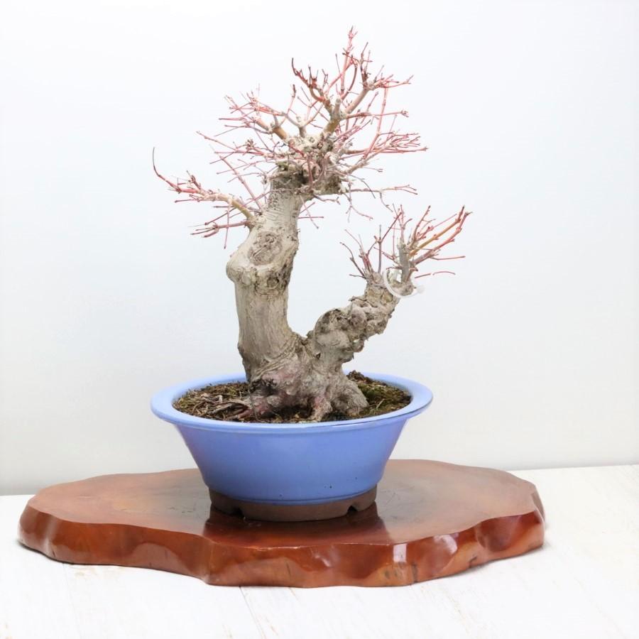 本日価格！！ 極上 山モミジ 中品盆栽 現品 送料無料 【2115022714】(13400円)