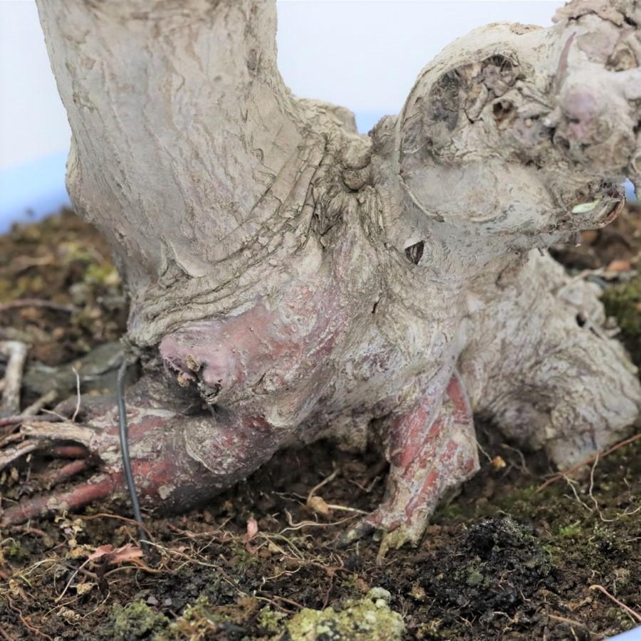 本日価格！！ 極上 山モミジ 中品盆栽 現品 送料無料 【2115022714】(13400円)