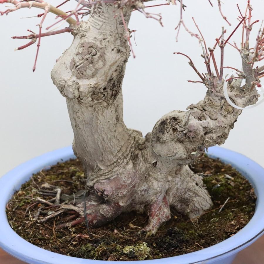 本日価格！！ 極上 山モミジ 中品盆栽 現品 送料無料 【2115022714】(13400円)
