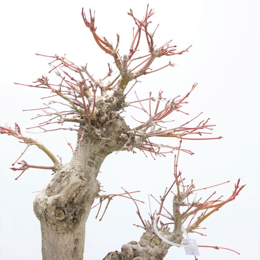 本日価格！！ 極上 山モミジ 中品盆栽 現品 送料無料 【2115022714】(13400円)