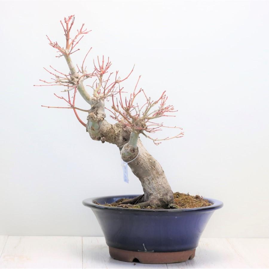極上 山モミジ 中品盆栽 現品 送料無料 極上 山モミジ 中品盆栽 現品 ×