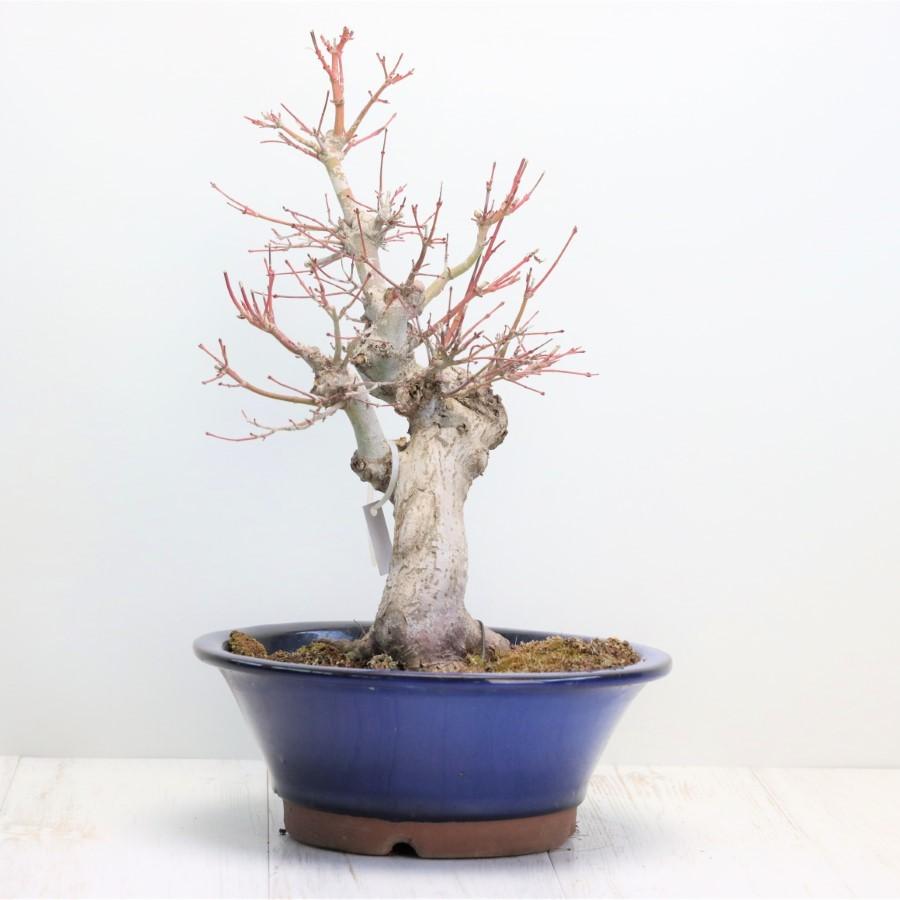 極上 山モミジ 中品盆栽 現品 送料無料 極上 山モミジ 中品盆栽 現品 ×