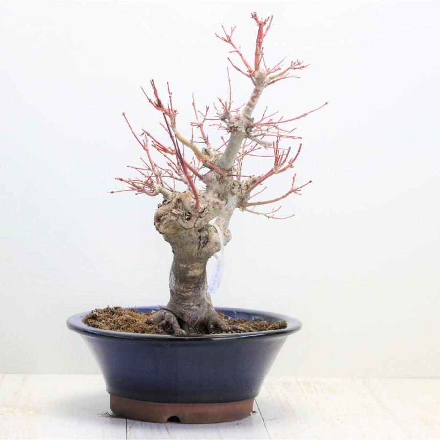 極上 山モミジ 中品盆栽 現品 送料無料 極上 山モミジ 中品盆栽 現品 ×